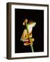 Red Eyed Tree Frog (Agalythnis Callidryas), South America-Philip Craven-Framed Photographic Print