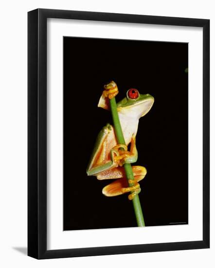 Red Eyed Tree Frog (Agalythnis Callidryas), South America-Philip Craven-Framed Photographic Print