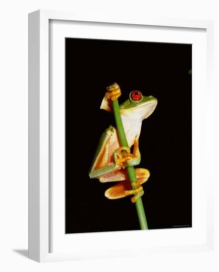 Red Eyed Tree Frog (Agalythnis Callidryas), South America-Philip Craven-Framed Photographic Print