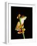 Red Eyed Tree Frog (Agalythnis Callidryas), South America-Philip Craven-Framed Photographic Print