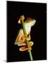 Red Eyed Tree Frog (Agalythnis Callidryas), South America-Philip Craven-Mounted Photographic Print