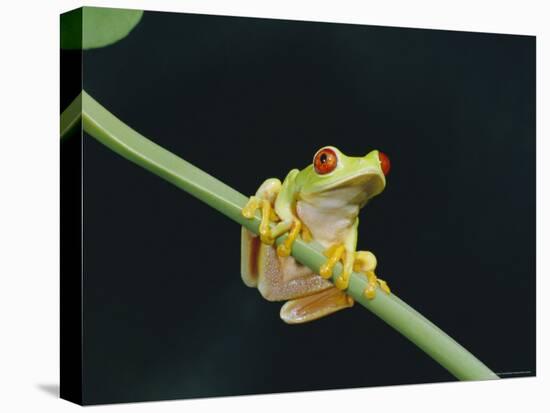 Red Eyed Tree Frog (Agalythnis Callidryas), South America-Philip Craven-Stretched Canvas
