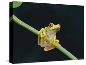 Red Eyed Tree Frog (Agalythnis Callidryas), South America-Philip Craven-Stretched Canvas