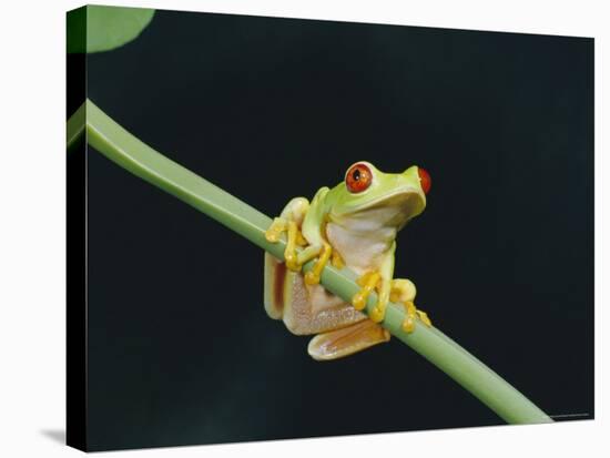 Red Eyed Tree Frog (Agalythnis Callidryas), South America-Philip Craven-Stretched Canvas