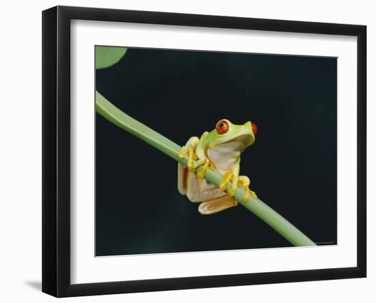 Red Eyed Tree Frog (Agalythnis Callidryas), South America-Philip Craven-Framed Premium Photographic Print