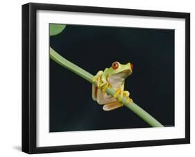 Red Eyed Tree Frog (Agalythnis Callidryas), South America-Philip Craven-Framed Premium Photographic Print