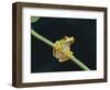 Red Eyed Tree Frog (Agalythnis Callidryas), South America-Philip Craven-Framed Photographic Print