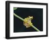 Red Eyed Tree Frog (Agalythnis Callidryas), South America-Philip Craven-Framed Photographic Print