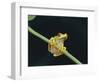 Red Eyed Tree Frog (Agalythnis Callidryas), South America-Philip Craven-Framed Photographic Print