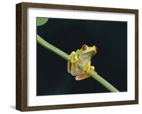 Red Eyed Tree Frog (Agalythnis Callidryas), South America-Philip Craven-Framed Photographic Print