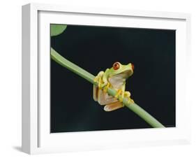 Red Eyed Tree Frog (Agalythnis Callidryas), South America-Philip Craven-Framed Photographic Print