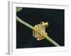 Red Eyed Tree Frog (Agalythnis Callidryas), South America-Philip Craven-Framed Photographic Print