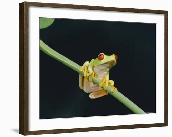 Red Eyed Tree Frog (Agalythnis Callidryas), South America-Philip Craven-Framed Photographic Print