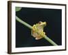 Red Eyed Tree Frog (Agalythnis Callidryas), South America-Philip Craven-Framed Photographic Print