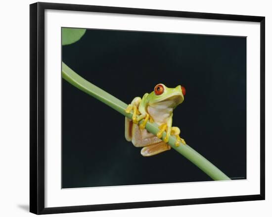 Red Eyed Tree Frog (Agalythnis Callidryas), South America-Philip Craven-Framed Photographic Print