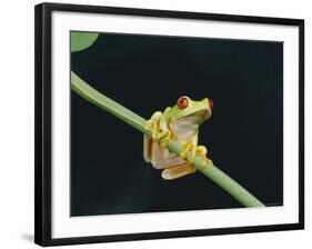 Red Eyed Tree Frog (Agalythnis Callidryas), South America-Philip Craven-Framed Photographic Print