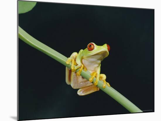 Red Eyed Tree Frog (Agalythnis Callidryas), South America-Philip Craven-Mounted Photographic Print