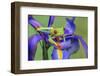 Red-eyed tree frog climbing on iris flower.-Adam Jones-Framed Photographic Print