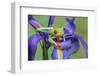Red-eyed tree frog climbing on iris flower.-Adam Jones-Framed Photographic Print