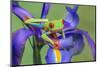 Red-eyed tree frog climbing on iris flower.-Adam Jones-Mounted Photographic Print