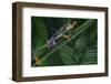 Red Eyed Tree Frog Climbing Plant-DLILLC-Framed Photographic Print