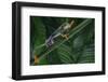 Red Eyed Tree Frog Climbing Plant-DLILLC-Framed Photographic Print