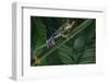 Red Eyed Tree Frog Climbing Plant-DLILLC-Framed Photographic Print