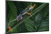 Red Eyed Tree Frog Climbing Plant-DLILLC-Mounted Photographic Print