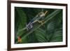 Red Eyed Tree Frog Climbing Plant-DLILLC-Framed Photographic Print