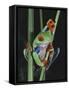 Red-Eyed Tree Frog Climbing through Plant Stems-David Northcott-Framed Stretched Canvas