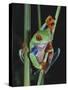 Red-Eyed Tree Frog Climbing through Plant Stems-David Northcott-Stretched Canvas