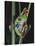 Red-Eyed Tree Frog Climbing through Plant Stems-David Northcott-Stretched Canvas