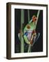 Red-Eyed Tree Frog Climbing through Plant Stems-David Northcott-Framed Photographic Print