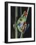 Red-Eyed Tree Frog Climbing through Plant Stems-David Northcott-Framed Photographic Print