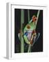 Red-Eyed Tree Frog Climbing through Plant Stems-David Northcott-Framed Photographic Print