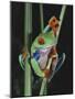 Red-Eyed Tree Frog Climbing through Plant Stems-David Northcott-Mounted Photographic Print