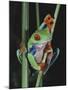 Red-Eyed Tree Frog Climbing through Plant Stems-David Northcott-Mounted Photographic Print