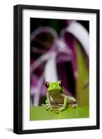 Red Eyed Tree Frog, Costa Rica-Paul Souders-Framed Premium Photographic Print