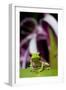 Red Eyed Tree Frog, Costa Rica-Paul Souders-Framed Premium Photographic Print