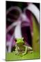 Red Eyed Tree Frog, Costa Rica-Paul Souders-Mounted Premium Photographic Print