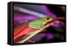 Red Eyed Tree Frog, Costa Rica-Paul Souders-Framed Stretched Canvas