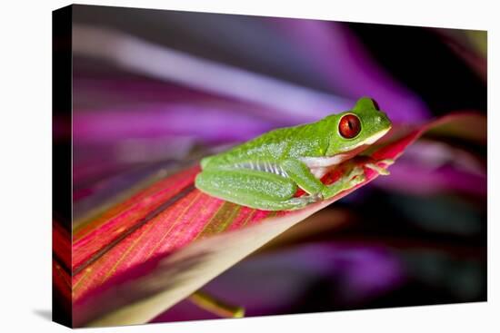 Red Eyed Tree Frog, Costa Rica-Paul Souders-Stretched Canvas