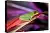 Red Eyed Tree Frog, Costa Rica-Paul Souders-Stretched Canvas