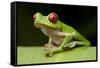 Red Eyed Tree Frog, Costa Rica-Paul Souders-Framed Stretched Canvas