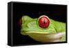 Red Eyed Tree Frog, Costa Rica-Paul Souders-Framed Stretched Canvas