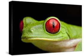 Red Eyed Tree Frog, Costa Rica-Paul Souders-Stretched Canvas