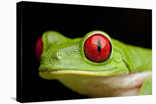 Red Eyed Tree Frog, Costa Rica-Paul Souders-Stretched Canvas