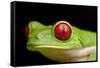 Red Eyed Tree Frog, Costa Rica-Paul Souders-Framed Stretched Canvas