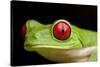 Red Eyed Tree Frog, Costa Rica-Paul Souders-Stretched Canvas