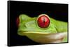 Red Eyed Tree Frog, Costa Rica-Paul Souders-Framed Stretched Canvas